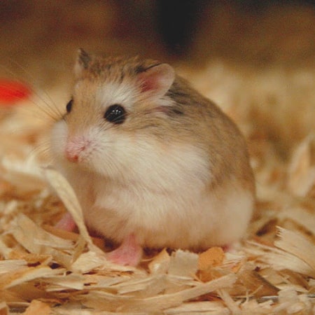 Chuột Hamster