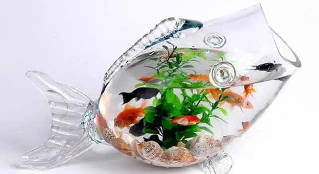 004601Tang chau ca canh mini de ban cho dong nghiep