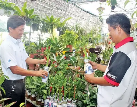 Anh bia Cay phong thuy Tet don tai loc va may man