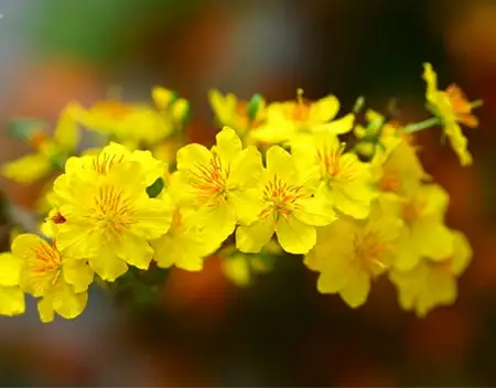 cach cham mai sau tet